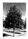 Fig. 02 - Oak Tree Named 'Green Nova'