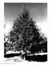 Fig. 01 - Oak Tree named 'EARLYBIRD'