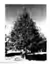 Fig. 02 - Oak Tree named 'EARLYBIRD'