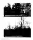 Fig. 06 - Oak Tree named 'EARLYBIRD'