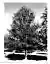 Fig. 01 - Oak tree named 'Howler'