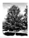 Fig. 02 - Oak tree named 'Howler'