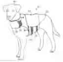Fig. 01 - PRESSURE-APPLYING ANIMAL GARMENT