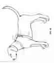 Fig. 09 - LOST ANIMAL SAFETY DEVICE