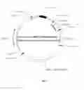 Fig. 02 - Recombinant constructs and transgenic fluorescent ornamental fish therefrom