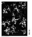 Fig. 06 - Antimicrobial phase-separating glass and glass ceramic articles and laminates