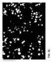 Fig. 08 - Antimicrobial phase-separating glass and glass ceramic articles and laminates