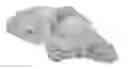 Fig. 01 - PROCESS FOR THE PRODUCTION OF A BAKERY PRODUCT