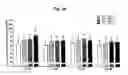 Fig. 08 - PHARMACEUTICAL COMPOSITIONS FOR COMBINATION THERAPY