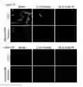 Fig. 02 - COMPOSITIONS AND METHODS FOR PROTECTING COLONIC EPITHELIAL BARRIER FUNCTION