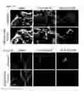 Fig. 03 - COMPOSITIONS AND METHODS FOR PROTECTING COLONIC EPITHELIAL BARRIER FUNCTION