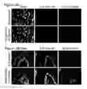 Fig. 04 - COMPOSITIONS AND METHODS FOR PROTECTING COLONIC EPITHELIAL BARRIER FUNCTION
