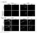 Fig. 05 - COMPOSITIONS AND METHODS FOR PROTECTING COLONIC EPITHELIAL BARRIER FUNCTION