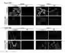 Fig. 07 - COMPOSITIONS AND METHODS FOR PROTECTING COLONIC EPITHELIAL BARRIER FUNCTION