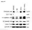 Fig. 08 - COMPOSITIONS AND METHODS FOR PROTECTING COLONIC EPITHELIAL BARRIER FUNCTION