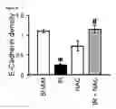 Fig. 13 - COMPOSITIONS AND METHODS FOR PROTECTING COLONIC EPITHELIAL BARRIER FUNCTION