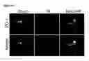 Fig. 22 - COMPOSITIONS AND METHODS FOR PROTECTING COLONIC EPITHELIAL BARRIER FUNCTION