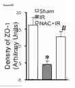 Fig. 23 - COMPOSITIONS AND METHODS FOR PROTECTING COLONIC EPITHELIAL BARRIER FUNCTION