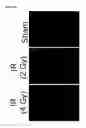 Fig. 24 - COMPOSITIONS AND METHODS FOR PROTECTING COLONIC EPITHELIAL BARRIER FUNCTION