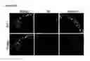 Fig. 27 - COMPOSITIONS AND METHODS FOR PROTECTING COLONIC EPITHELIAL BARRIER FUNCTION