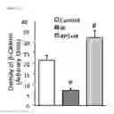 Fig. 30 - COMPOSITIONS AND METHODS FOR PROTECTING COLONIC EPITHELIAL BARRIER FUNCTION