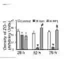 Fig. 32 - COMPOSITIONS AND METHODS FOR PROTECTING COLONIC EPITHELIAL BARRIER FUNCTION