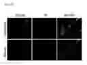 Fig. 33 - COMPOSITIONS AND METHODS FOR PROTECTING COLONIC EPITHELIAL BARRIER FUNCTION