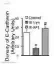 Fig. 34 - COMPOSITIONS AND METHODS FOR PROTECTING COLONIC EPITHELIAL BARRIER FUNCTION