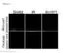 Fig. 35 - COMPOSITIONS AND METHODS FOR PROTECTING COLONIC EPITHELIAL BARRIER FUNCTION