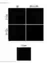 Fig. 37 - COMPOSITIONS AND METHODS FOR PROTECTING COLONIC EPITHELIAL BARRIER FUNCTION
