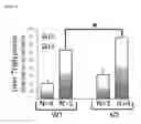 Fig. 43 - COMPOSITIONS AND METHODS FOR PROTECTING COLONIC EPITHELIAL BARRIER FUNCTION