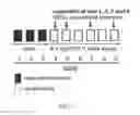 Fig. 08 - Pharmaceutical formulations comprising 9-cis-retinyl esters in a lipid vehicle