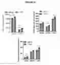 Fig. 30 - Compositions for treating retinal degeneration and methods of production and use thereof