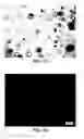 Fig. 03 - Dosage form comprising an active ingredient and a plurality of solid porous microcarriers
