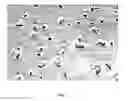 Fig. 02 - Subpopulations of spore-like cells and uses thereof