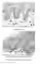 Fig. 02 - USE OF VERONIA EXTRACT