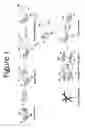 Fig. 02 - METHODS AND COMPOSITIONS FOR THE STABILIZATION OF ANTHRAX RECOMBINANT PROTECTIVE ANTIGEN