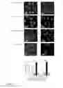 Fig. 07 - Immunomodulatory compounds