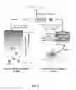 Fig. 02 - Supramolecular hydrogel of fMLF-based molecules and use thereof