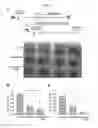 Fig. 08 - Methods and compositions for treating cancer and infectious diseases