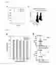 Fig. 05 - SONOSENSITIZER COMPOSITION CONTAINING TITANIUM OXIDE NANOPARTICLE AS ACTIVE INGREDIENT, COMPOSITION FOR PREVENTING OR TREATING CANCER COMPRISING THE SAME, AND THE PREPARATION THEREOF