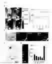 Fig. 07 - SONOSENSITIZER COMPOSITION CONTAINING TITANIUM OXIDE NANOPARTICLE AS ACTIVE INGREDIENT, COMPOSITION FOR PREVENTING OR TREATING CANCER COMPRISING THE SAME, AND THE PREPARATION THEREOF