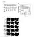 Fig. 09 - SONOSENSITIZER COMPOSITION CONTAINING TITANIUM OXIDE NANOPARTICLE AS ACTIVE INGREDIENT, COMPOSITION FOR PREVENTING OR TREATING CANCER COMPRISING THE SAME, AND THE PREPARATION THEREOF