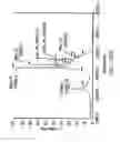 Fig. 484 - GLYCOPEGYLATION METHODS AND PROTEINS/PEPTIDES PRODUCED BY THE METHODS