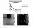 Fig. 07 - Fluorocoxib A loading into ROS-responsive nanoparticles