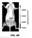 Fig. 13 - Imaging and treatment of pathophysiologic conditions by Cerenkov radiation