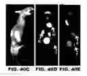 Fig. 74 - Imaging and treatment of pathophysiologic conditions by Cerenkov radiation