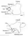 Fig. 07 - Method and means to improve the effects of electrical cell and neuron stimulation with random stimulation in both location and time