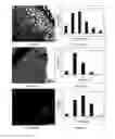 Fig. 07 - Compositions of nanoparticles on solid surfaces