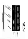 Fig. 41 - PYRROLIDINE CARBOXAMIDO DERIVATIVES AND METHODS FOR PREPARING AND USING THE SAME